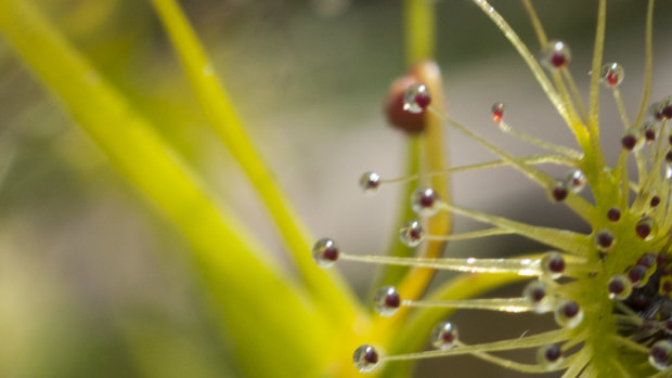 Drosera macrantha (climbing sundew) in flower.