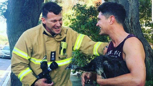 A firefighter returns a peacock to its owner after rescuing it from a tree in Prahran.