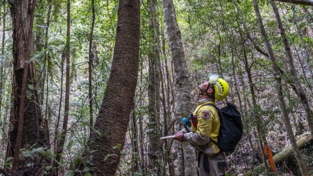 An NPWS firefighter looks up at one of the old wollemi pine trees he was sent to protect.