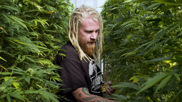 Steve Fagan, grower and collective owner of SLOgrown Genetics, attends to his organically cultivated cannabis.