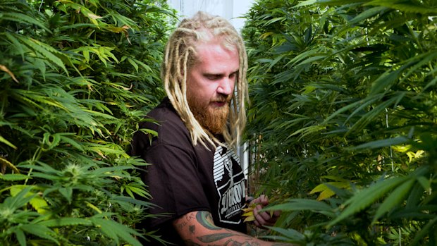 Steve Fagan, grower and collective owner of SLOgrown Genetics, attends to his organically cultivated cannabis.