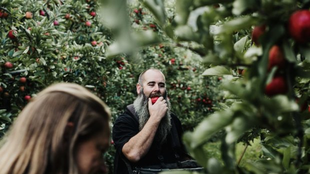 Apple pickers at Willie Smith's cidery and orchard in the Huon Valley, Tasmania.