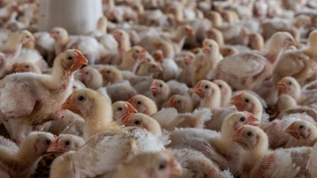 US curbs Australian poultry imports on bird flu concerns