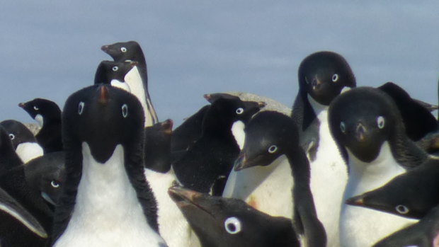 Could we vaccinate wild populations against the looming bird flu catastrophe?