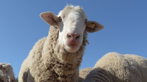 WA farmers plan to flood freeways in stand against live export ban