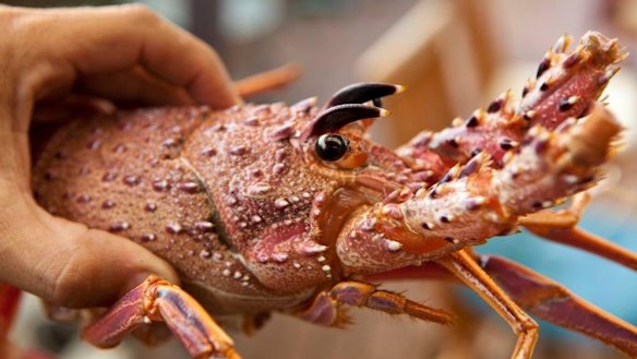 Fisheries have taken a man to the Supreme Court, alleging he took more than the daily limit of crays. 