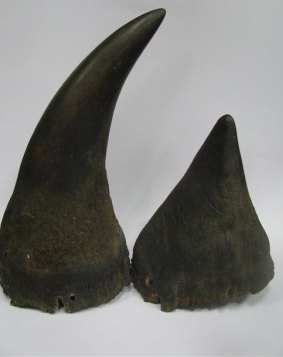 A pair of black rhinoceros horns expected to fetch $70,000 at Lawsons auction on Friday.