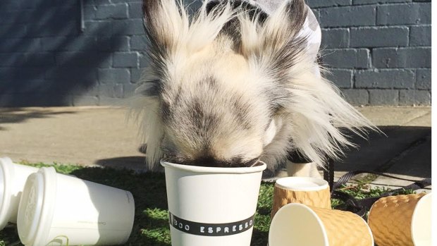 A dog gets frothy with a puppacino from Boo.