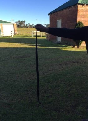 A Bega woman found this snake curled up in the pocket of her recliner chair.