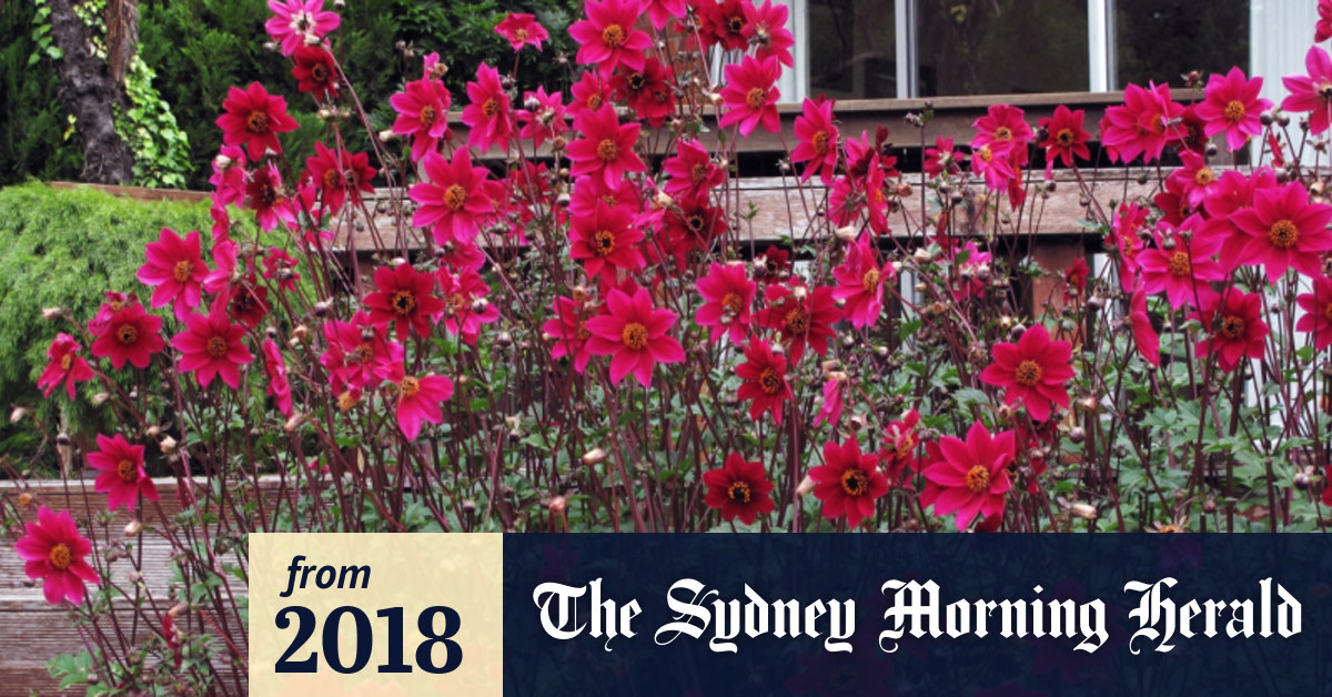 Gardening It S Not Too Late To Plant Some Cheerfully Resilient