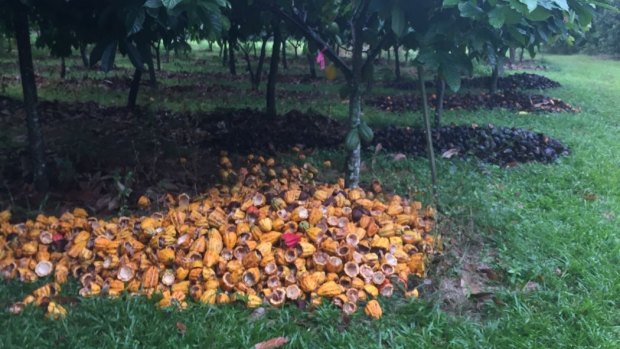 Spreading husks around cacao trees has been found to increase fruit on trees by three times the amount and four times the weight on average.