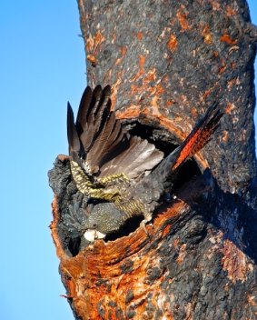 An endangered forest red-tailed black cockatoo at the site. 