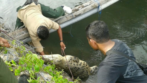 The Natural Resources Conservation Agency capturing a crocodile at Lasiana beach in Kupang.
