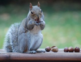 A squirrel searches in vain for a coffee taste in acorns.