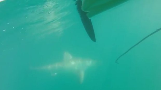 The shark follows the fisherman in his kayak for several minutes. 