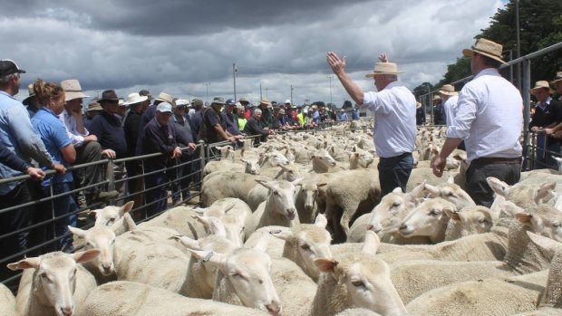 Ballarat's annual ewe sale. 