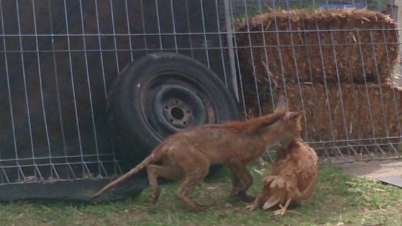 Cunning urban predator: Max Kwiatkowski snapped this extraordinary daylight raid by a fox in Holder, Canberra.