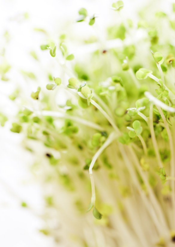 Broccoli sprouts are enjoying popularity as a superfood due to a high amount of sulforaphane.