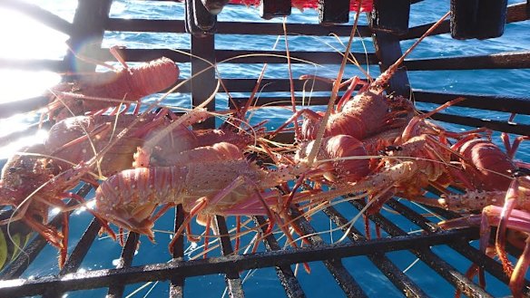 The 'white run' usually provides a bumper catch.