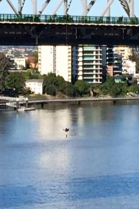 A man dangles from the Story Bridge.