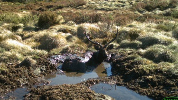 A Sambar deer stag in a mud wallow in the Alpine National Park. 