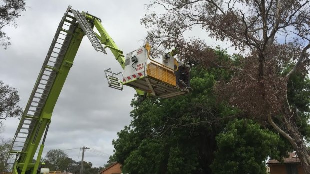 Firefighters used a Bronto to rescue the baby magpies.