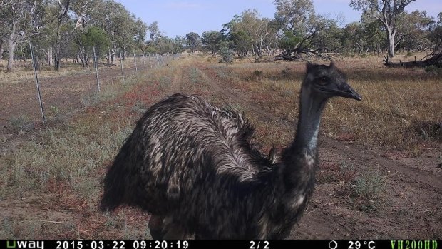 Even emus love getting in on the camera action.