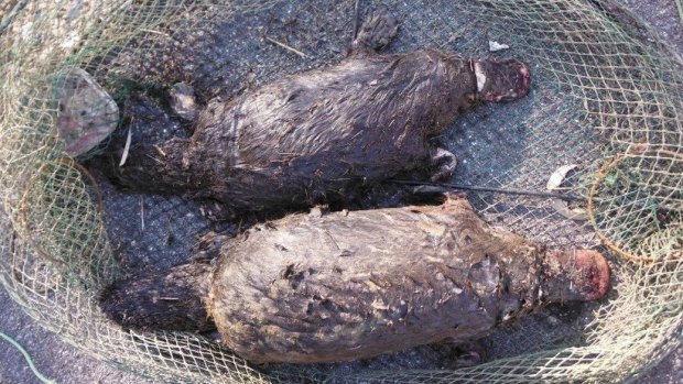 Two platypuses were killed in an illegal yabby net.
