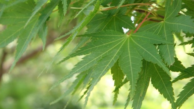 These are Japanese maple leaves, not marijuana leaves. Does your principal know the difference?