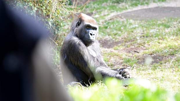Gorilla Julia has died after an attack by a male gorilla in the Melbourne Zoo enclosure.