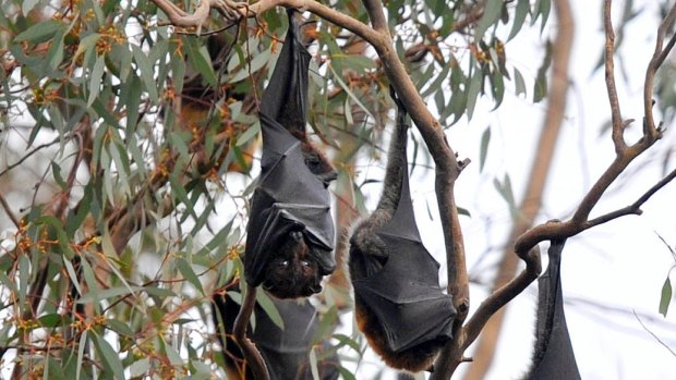 The black flying fox sheds the virus readily and is found in the existing Hendra zone, but is not yet common in places such as Sydney.