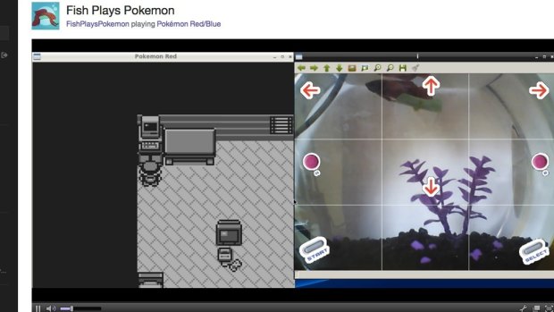 A screenshot of the FishPlaysPokemon stream details the setup that allows Grayson the Betta fish to control the in-game character.