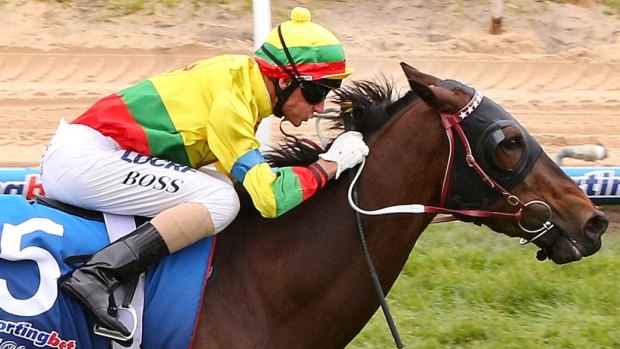 Fast and furious: Lucky Hussler's trainer Darren Weir is expecting a quick race in the Sir Rupert Clarke Stakes at Caulfield.