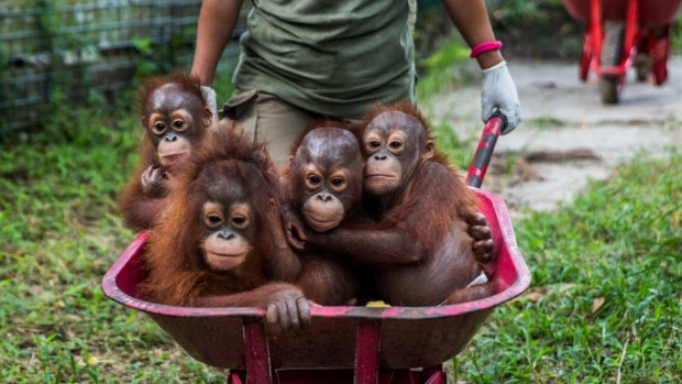Orphaned infant orang-utans at the Borneo Orangutan Survival Foundation in Indonesia are carted by wheelbarrow to a fenced-off forest area for survival classes. 