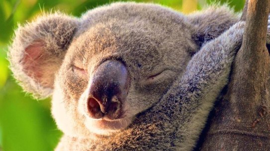 Koalas may be threatened by proposed changes to land clearing.