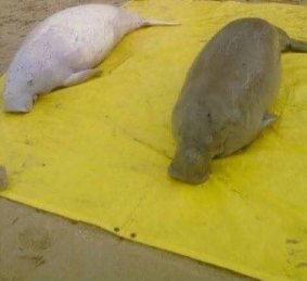 An albino dugong killed in the Torres Strait