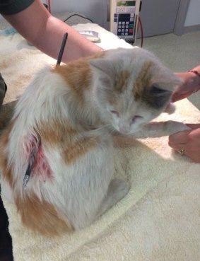 The cat that was shot with an arrow on Wednesday.