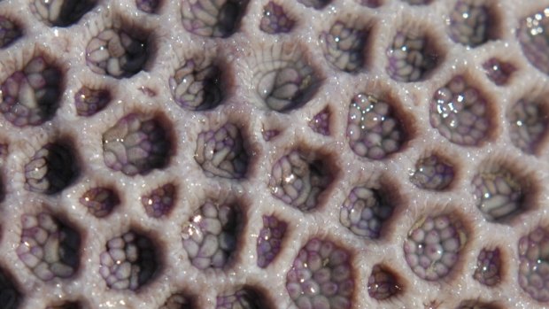 Scientists are investigating how corals like this can withstand the ravages of global warming.