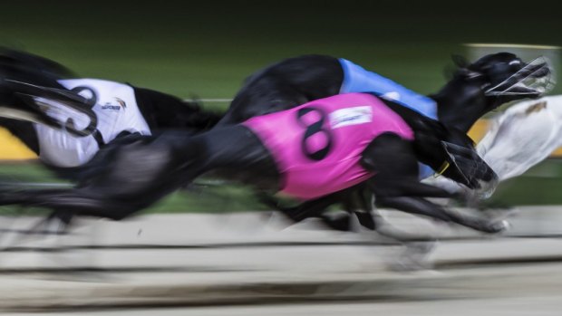 A trainer who allegedly used a 6000-volt prod on a greyhound will not be charged.