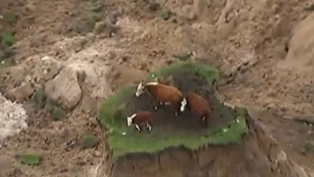 Cows stranded by landslides on the coast north of Kaikoura, New Zealand.