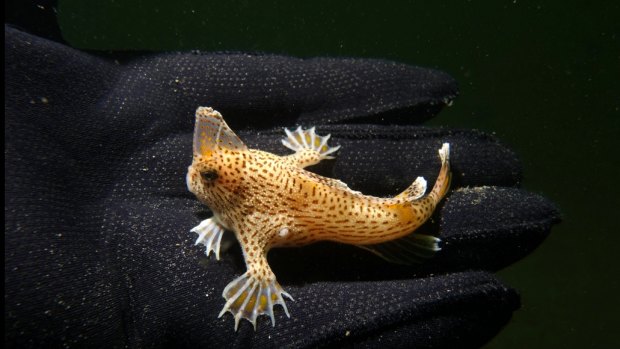 Handfish in hand. Sitting on a diver's glove is one of the world's most endangered fish.