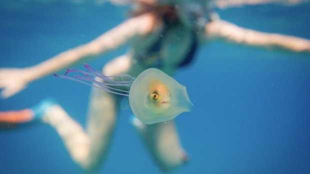 Tim Samuel was swimming off the coast of Byron Bay when he encountered a fish inside a jellyfish.