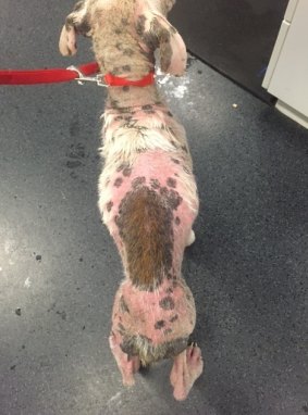 The dog was found in a school at Ipswich on August 21.