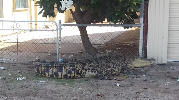 Police boxed in a crocodile at Karumba with hay bales and wheelie bins while waiting for wildlife experts from Cairns to arrive on New Year's Eve.