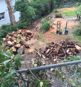 Clearing trees: eight large trees cut in East Killara.