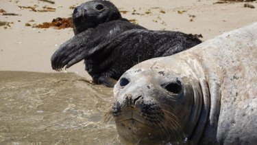 Southern Elephant Seal Pup Birth A Rare Event In Wa Waters