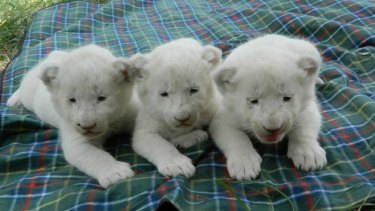 Triple Trouble. Three white lion cubs born at Darling Downs Zoo.