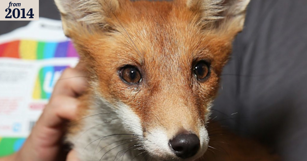 The fox who escaped an execution order - meet Cherry - the luckiest fox ...