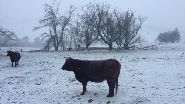 Snowpocalyse: snow falls in Hampton in the Central Tablelands.