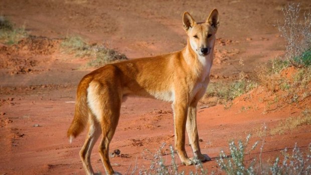 Native animals such as the bilby have co-existed with dingoes for 4500 years, yet are threatened by introduced species such as foxes and cats.